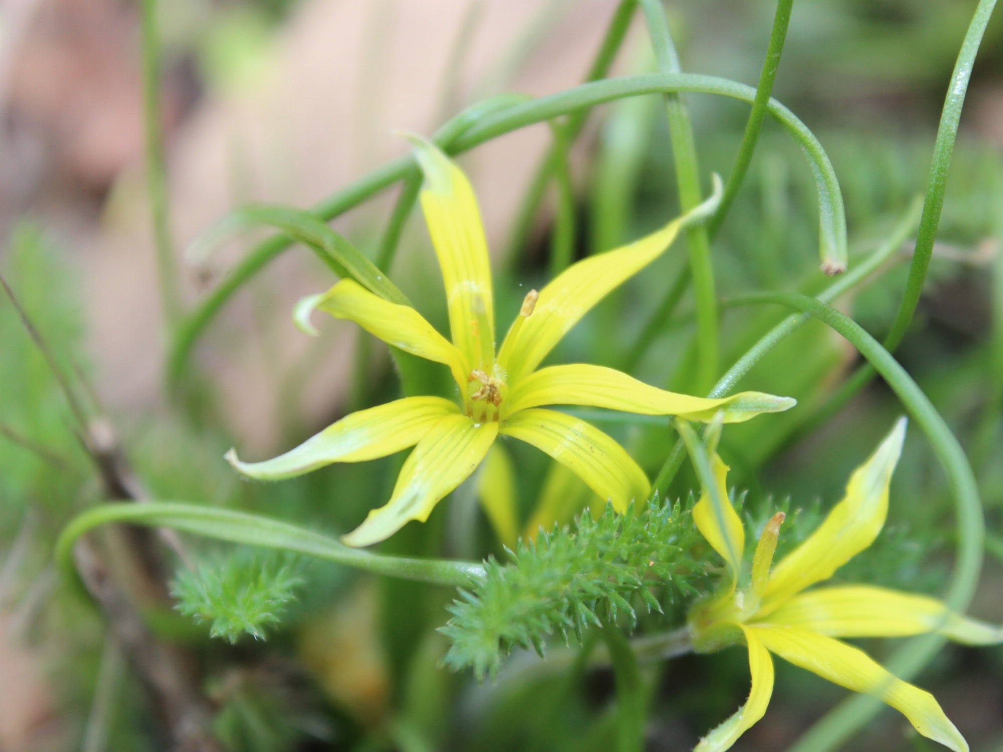 Gagée Villosa (Gagée des champs)