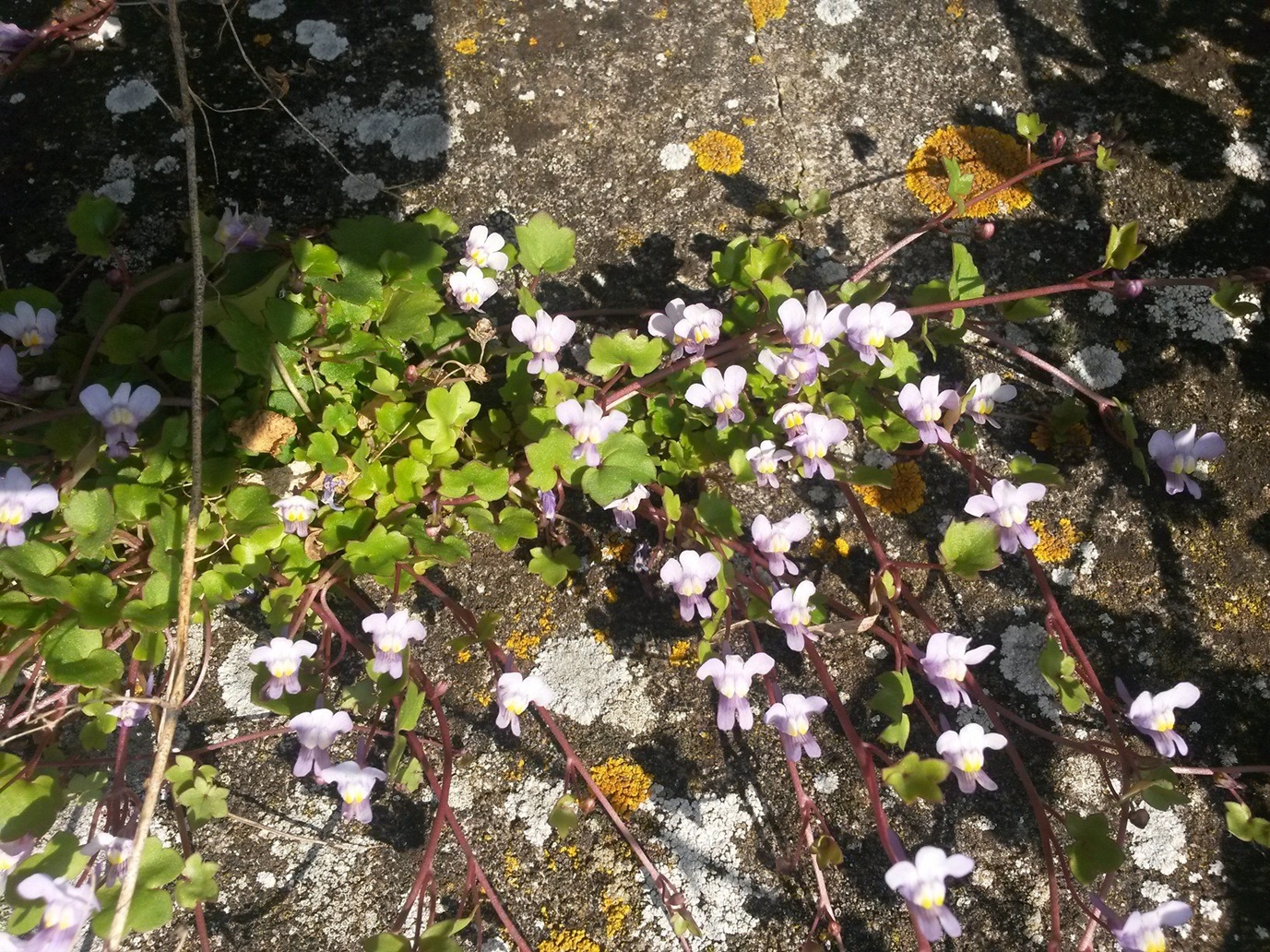  Cymbalaire des murs