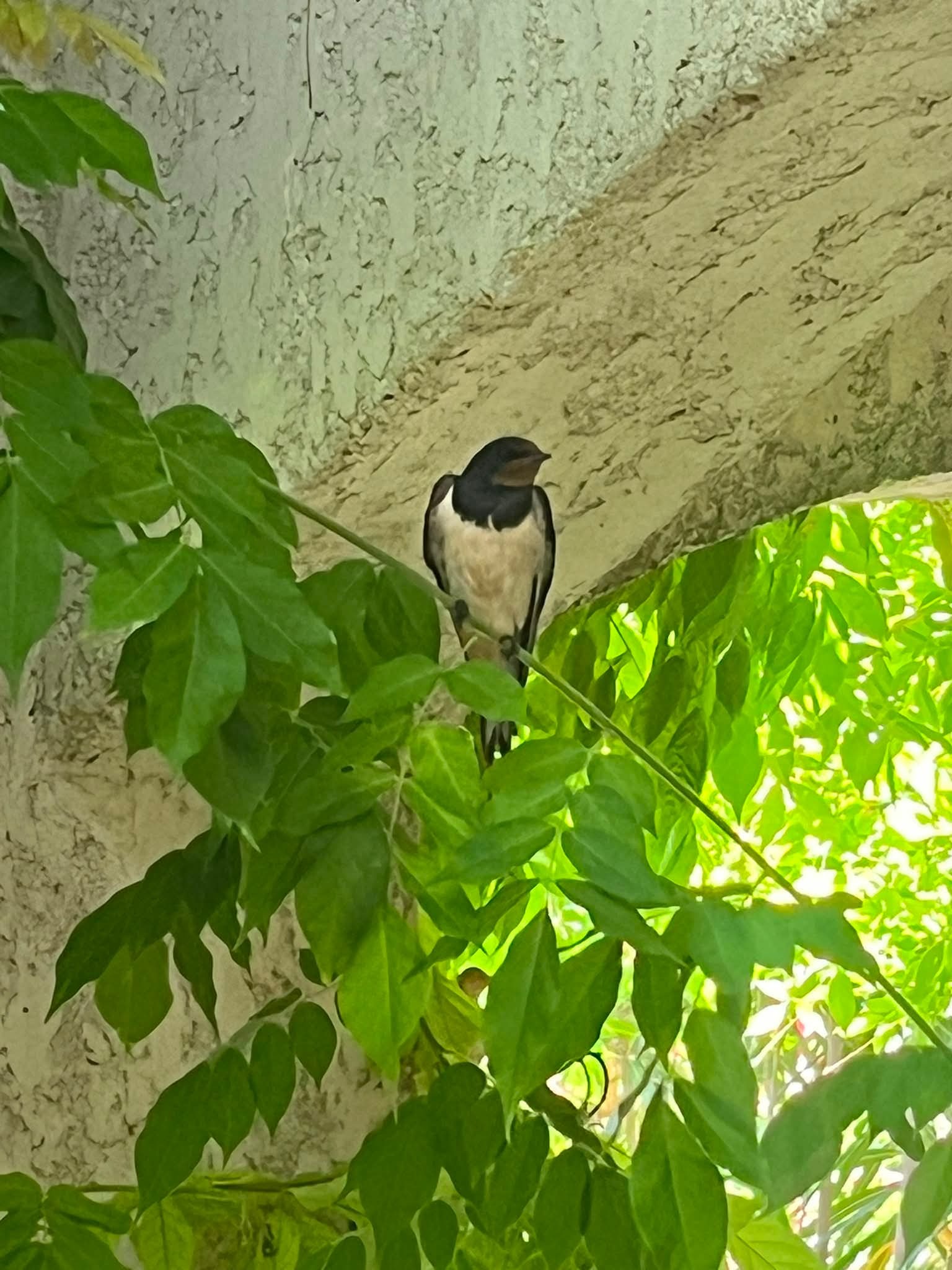 Hirondelle