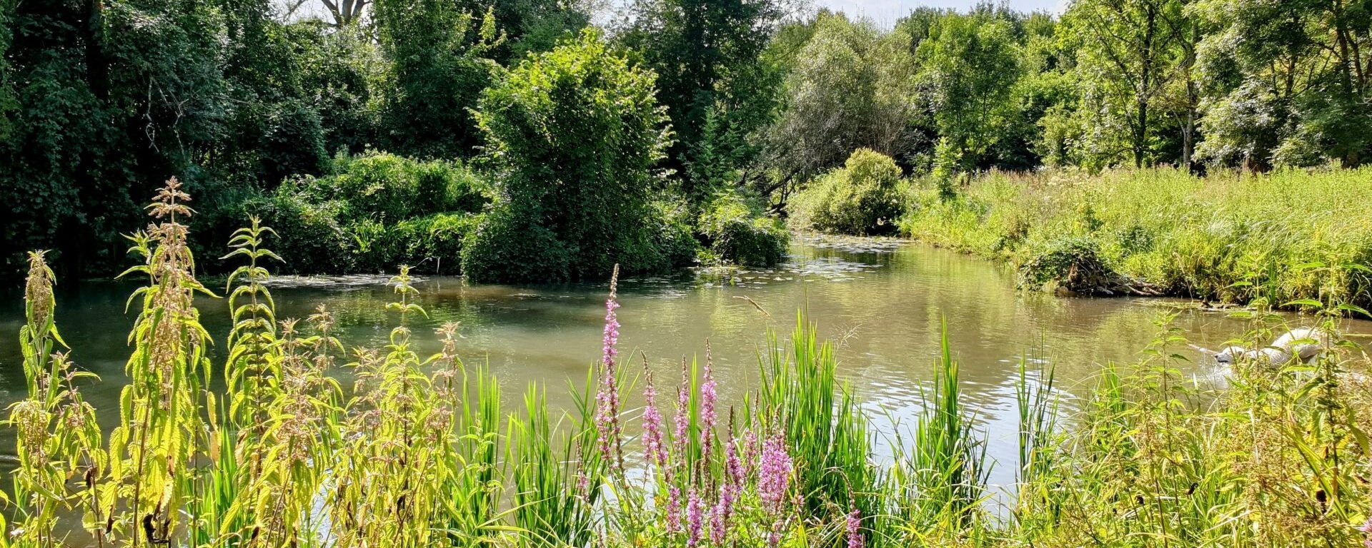 panorama sur une zone humide avec fleurs