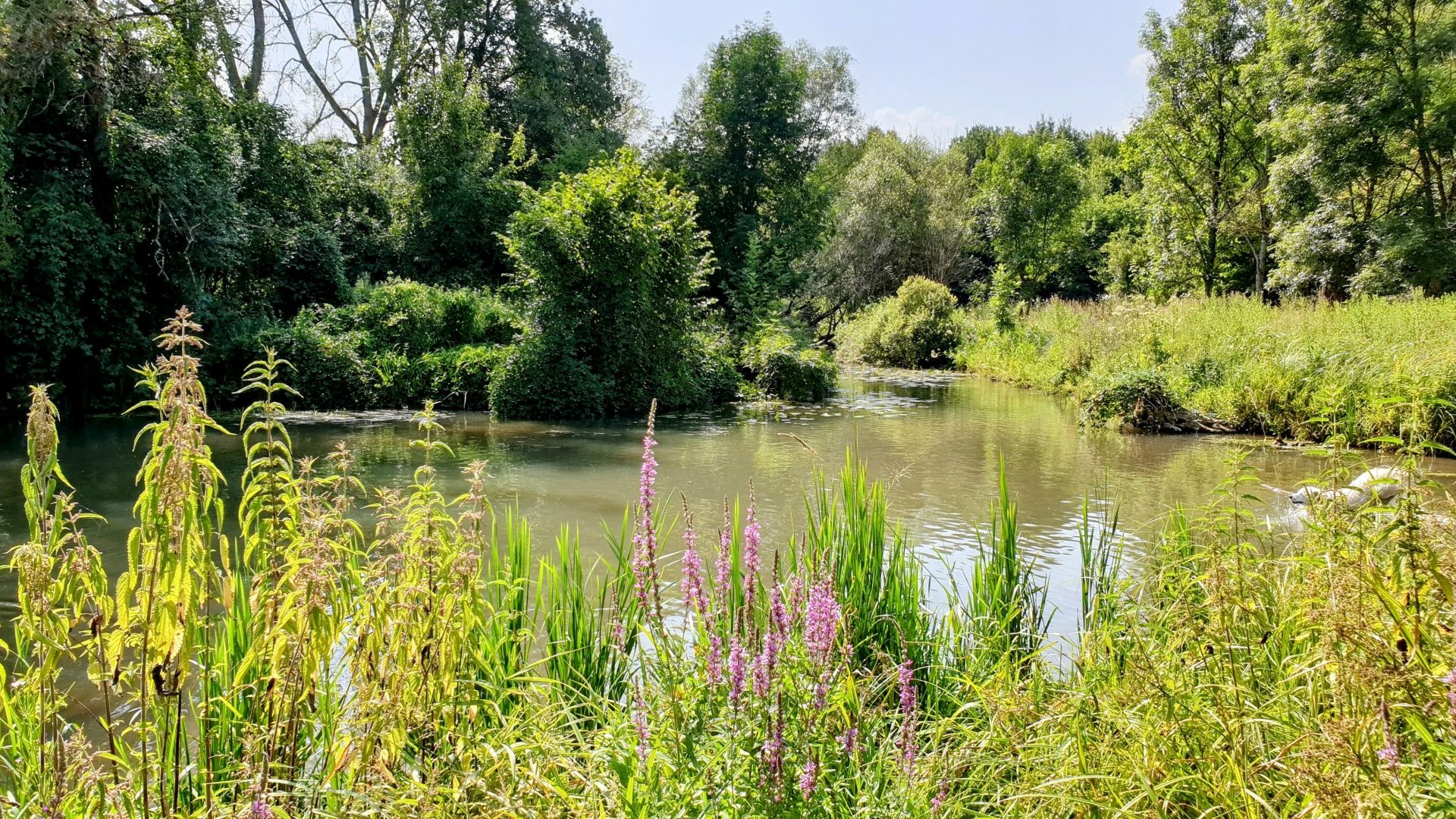 panorama sur une zone humide avec fleurs