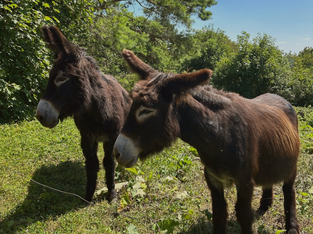 the donkeys of Soléole