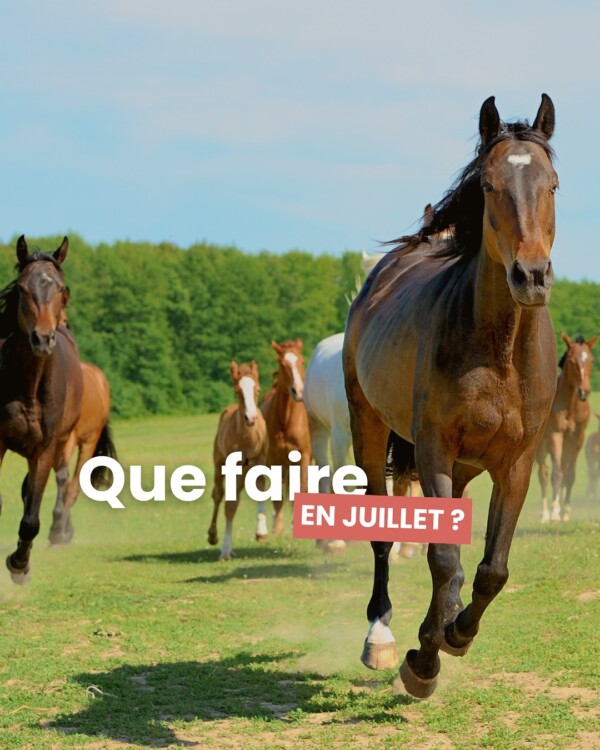 ☀️ Que faire en juillet ?...