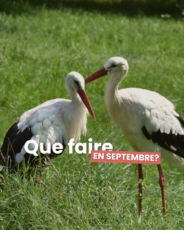 🍂 Que faire en septembre ?...