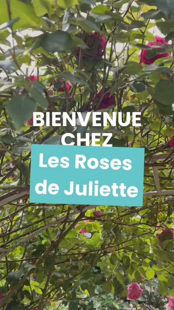 🌹 Caché au cœur du charmant...